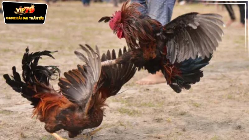 Chiến thuật khi tham gia cược đấu trường gà sắt Philippines